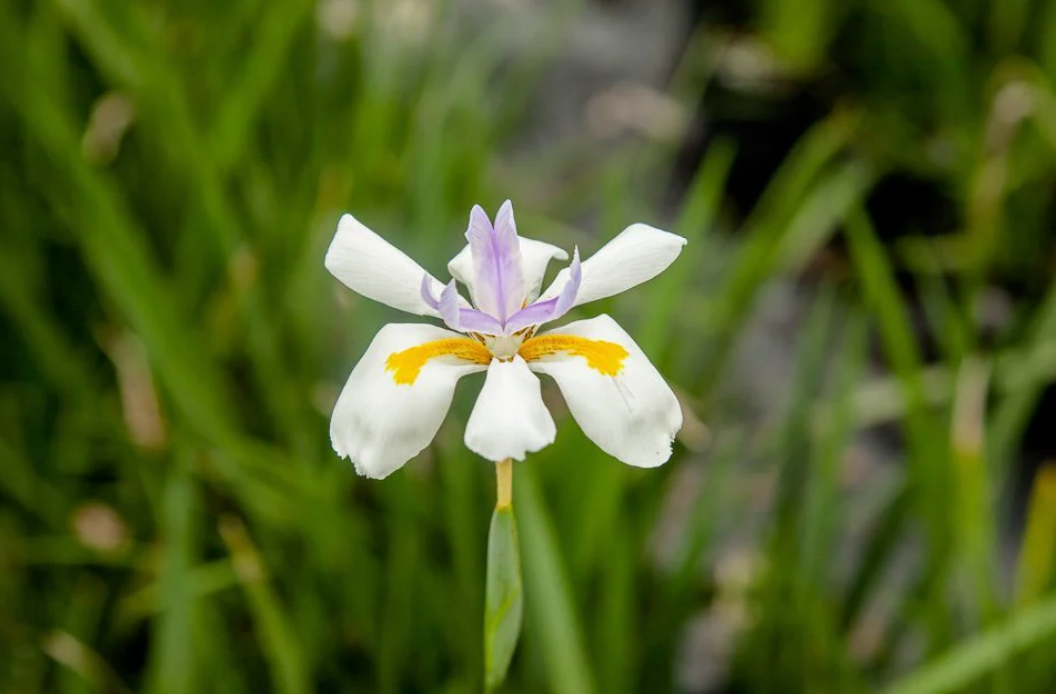 Fabulous Blossoming Grass!