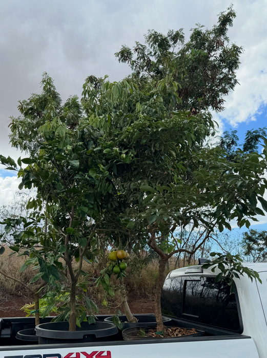 LARGE FRUIT TREES