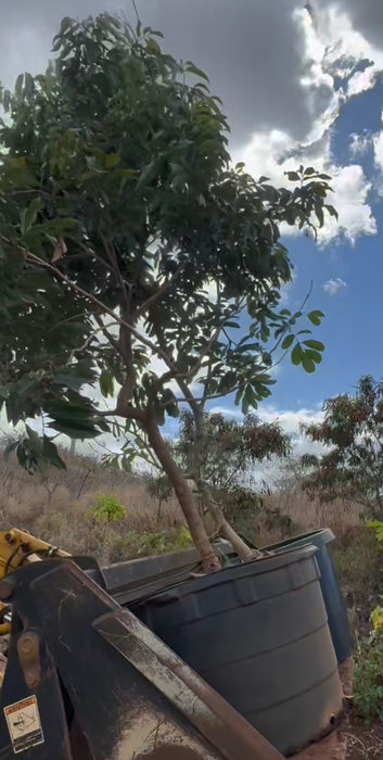 LARGE FRUIT TREES