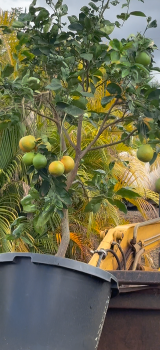 LARGE FRUIT TREES