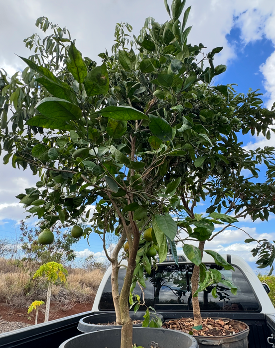 LARGE FRUIT TREES