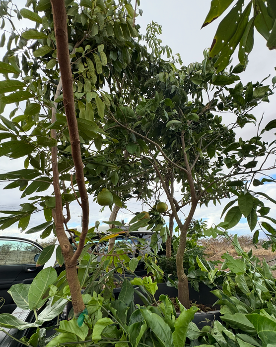 LARGE FRUIT TREES