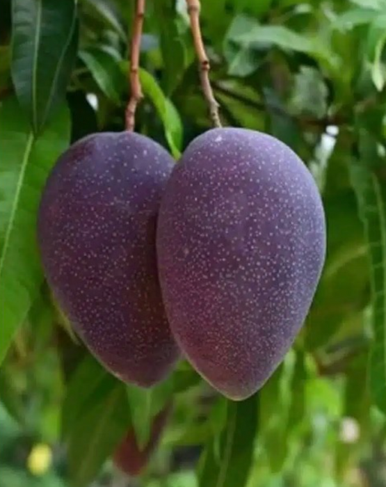 Kasturi Mangoes - Purple Mango Tree