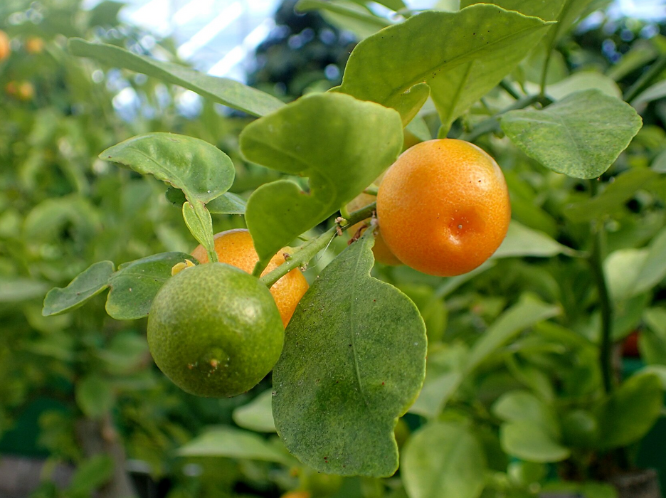 Meyer Lemon & Calamansi Special