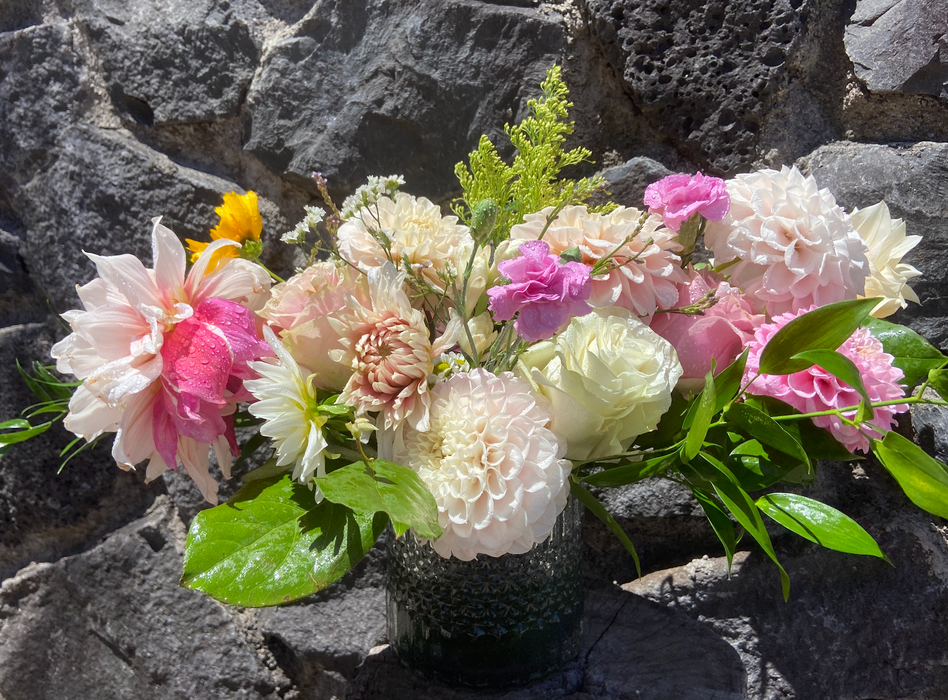 Dahlia Summer Dream ~ Freshly harvested at time of order