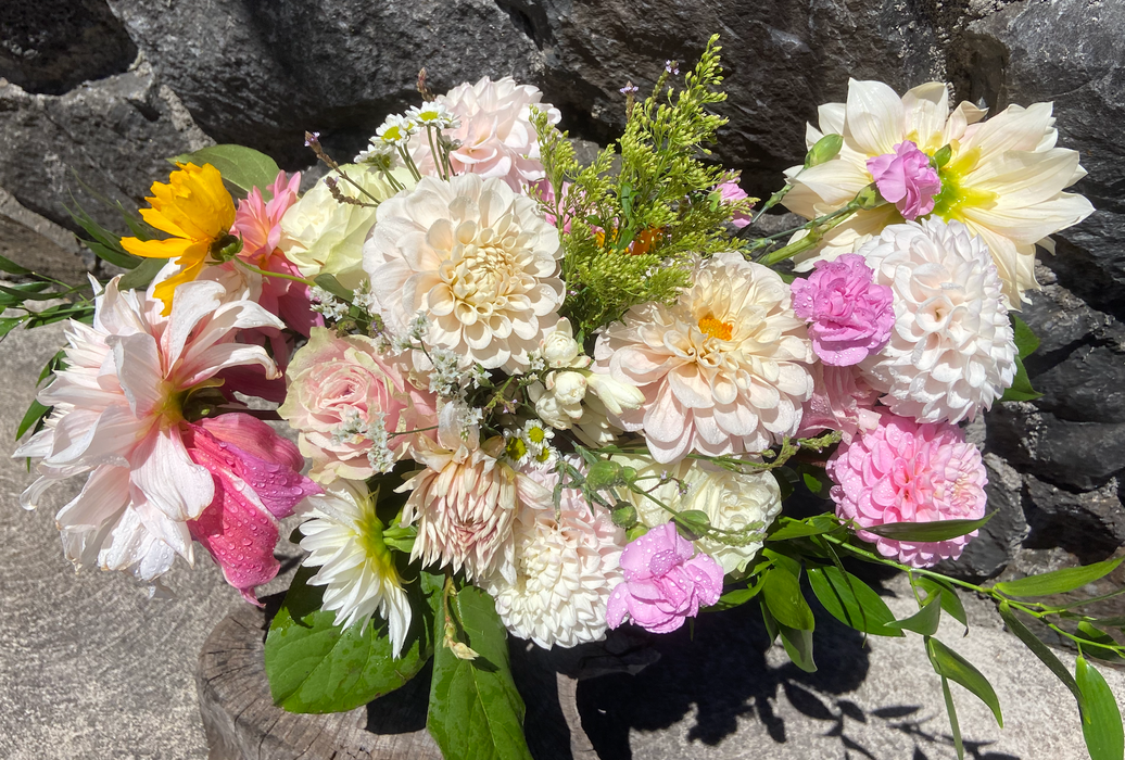 Dahlia Summer Dream ~ Freshly harvested at time of order