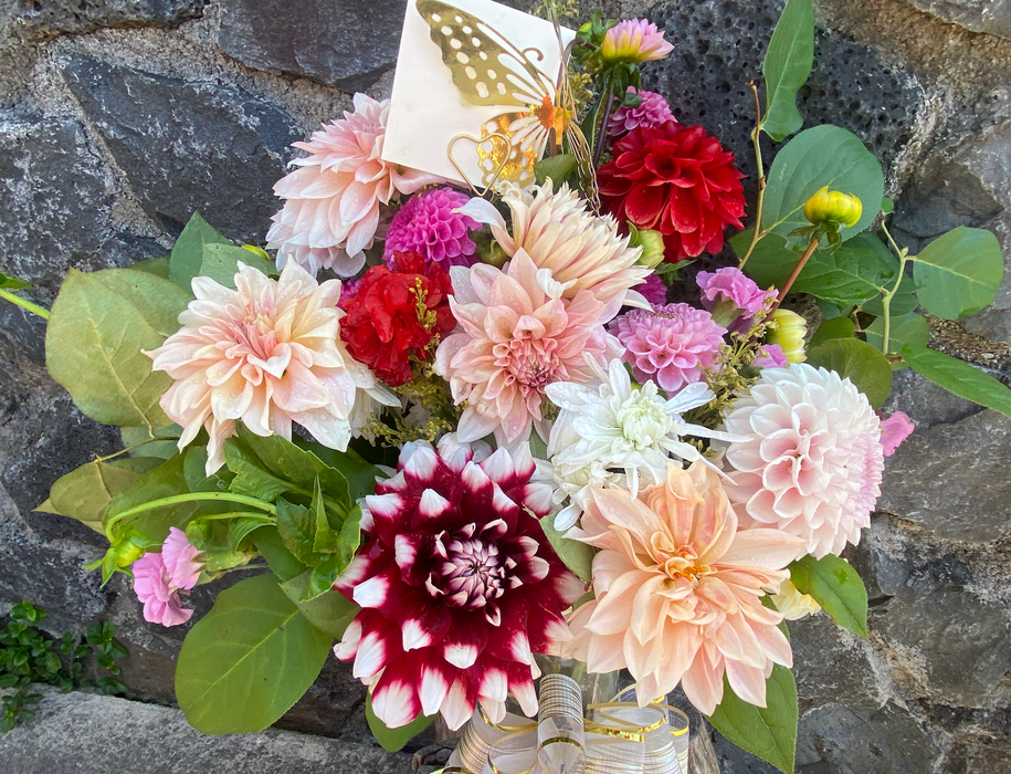 Dahlia Summer Dream ~ Freshly harvested at time of order