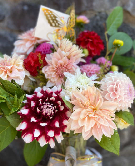 Dahlia Summer Dream ~ Freshly harvested at time of order