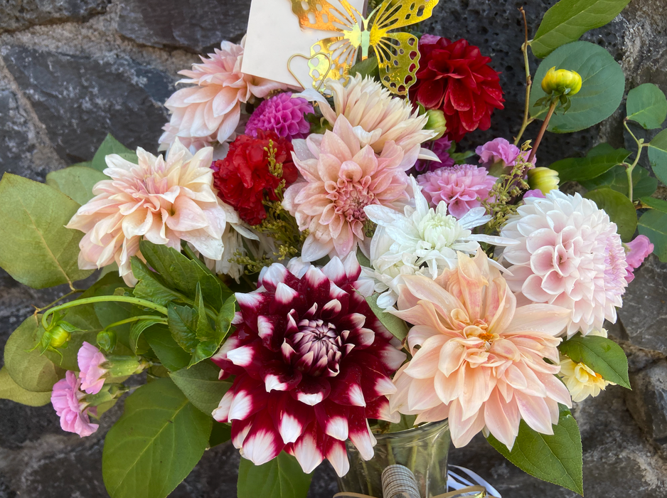 Dahlia Summer Dream ~ Freshly harvested at time of order