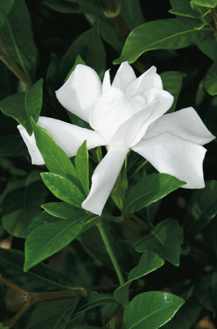 Double Tahitian Gardenia ~ Incredible Gift