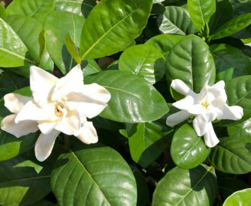 Double Tahitian Gardenia ~ Incredible Gift