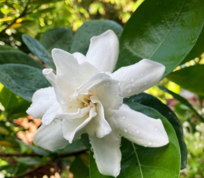 Double Tahitian Gardenia ~ Incredible Gift