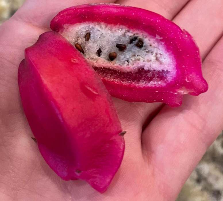 EPIPHYLLUM RED ORCHID cactus with Edible Fruit (CUTTINGS)