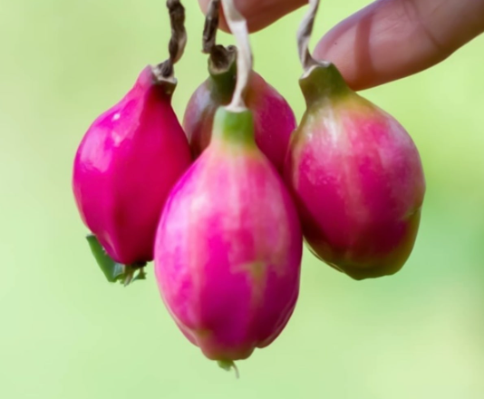 EPIPHYLLUM RED ORCHID cactus with Edible Fruit (CUTTINGS)