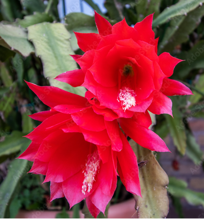 EPIPHYLLUM RED ORCHID cactus with Edible Fruit (CUTTINGS)