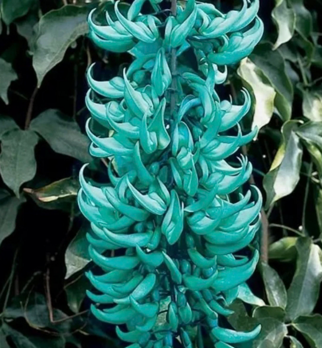 Beautiful 20ft+ Blue Jade Flower Vine, Excellent Landscaping Piece