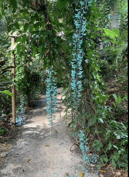 Beautiful 20ft+ Blue Jade Flower Vine, Excellent Landscaping Piece