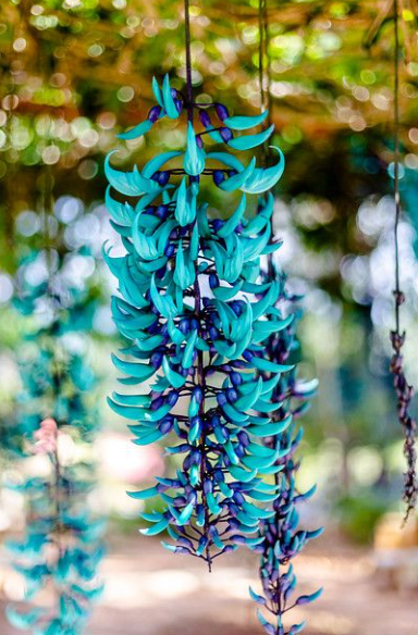 Beautiful 20ft+ Blue Jade Flower Vine, Excellent Landscaping Piece