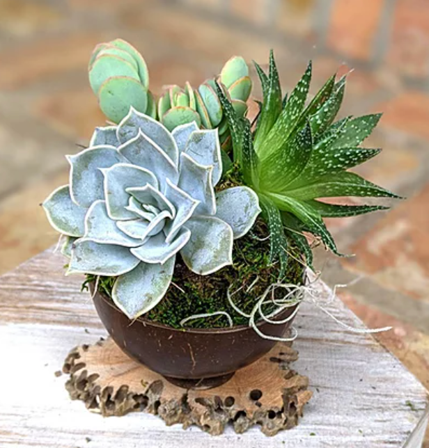 Simple Succulent Semtiment