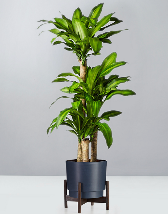 Top Choice Office or House Warming  ~ "Mass Cane" Dracaena