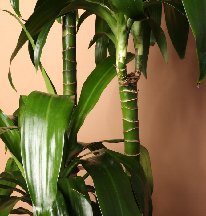 Top Choice Office or House Warming  ~ "Mass Cane" Dracaena