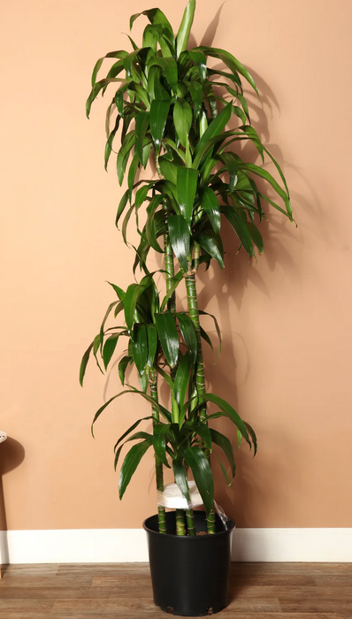 Top Choice Office or House Warming  ~ "Mass Cane" Dracaena