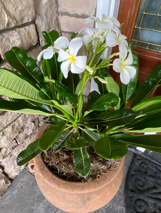 Potted Plumeria Gift ~ Sweet Aloha Vibes