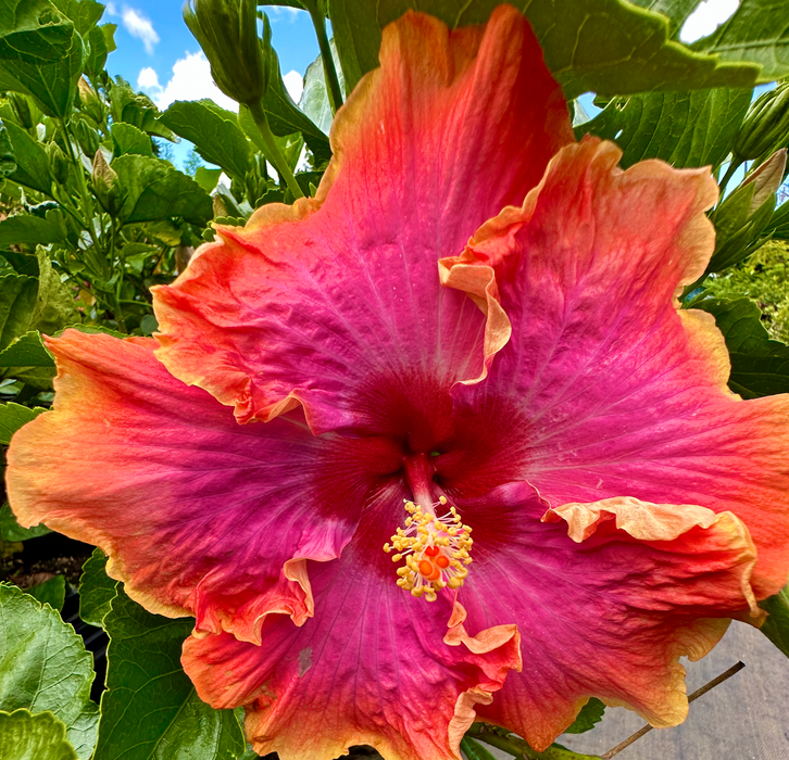 Specialty Hibiscus Hawaiian Exotic