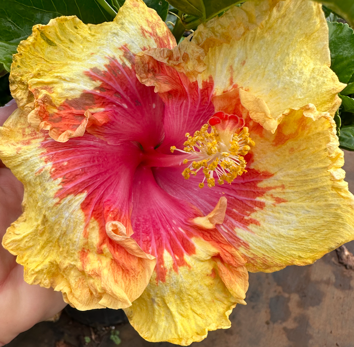 Specialty Hibiscus Hawaiian Exotic