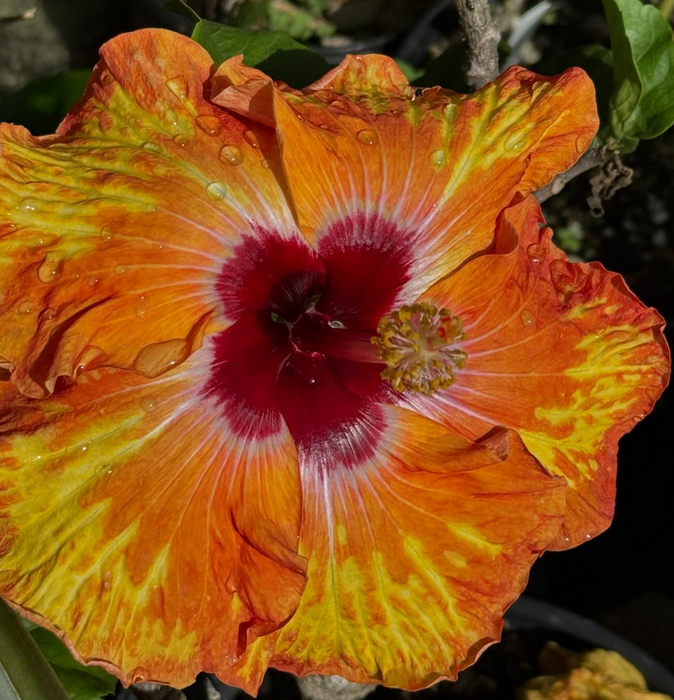 Specialty Hibiscus Hawaiian Exotic