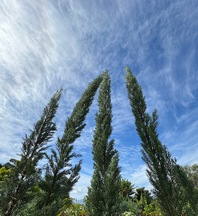 Italian Cypress Tree! Lux Christmas Decor - Purchase