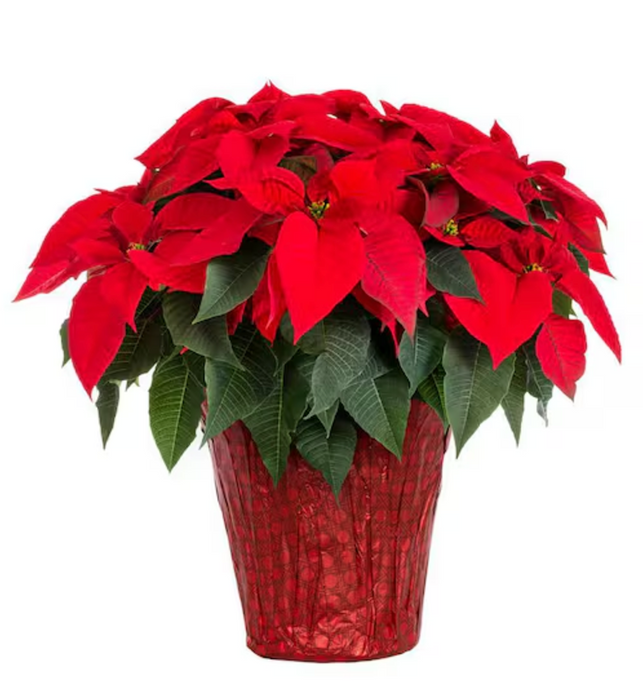 Poinsettia - SOLD OUT