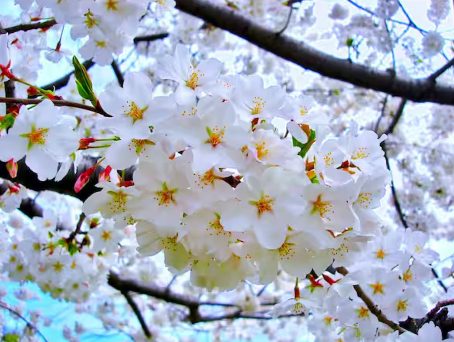 ANNUAL CHERRY BLOSSOM SALE