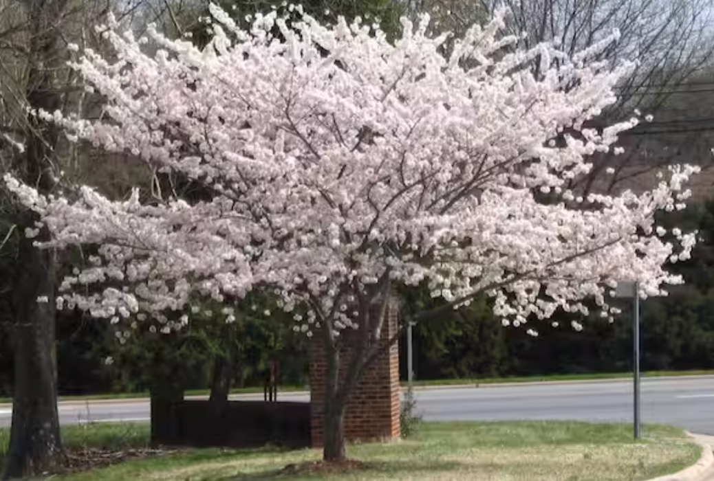 ANNUAL CHERRY BLOSSOM SALE