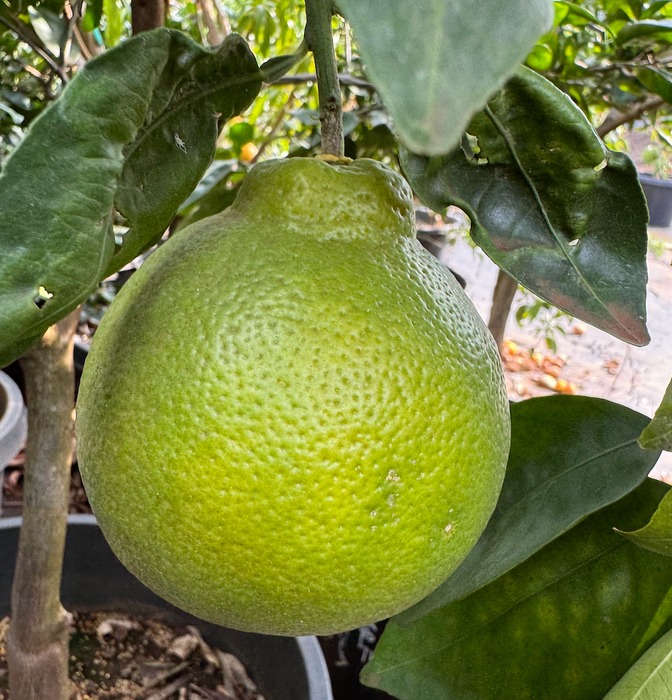 Honey Tangerine - OUR FAVORITE! Tastes like brown sugar!