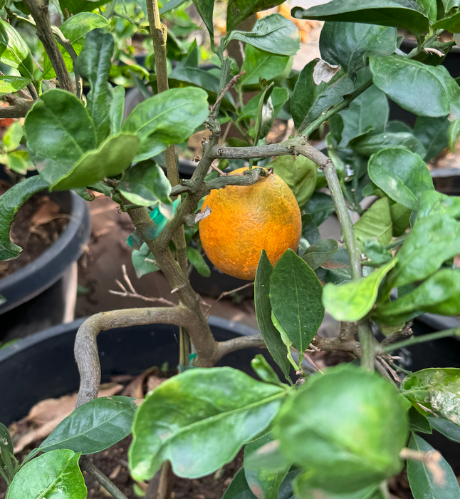 Honey Tangerine - OUR FAVORITE! Tastes like brown sugar!