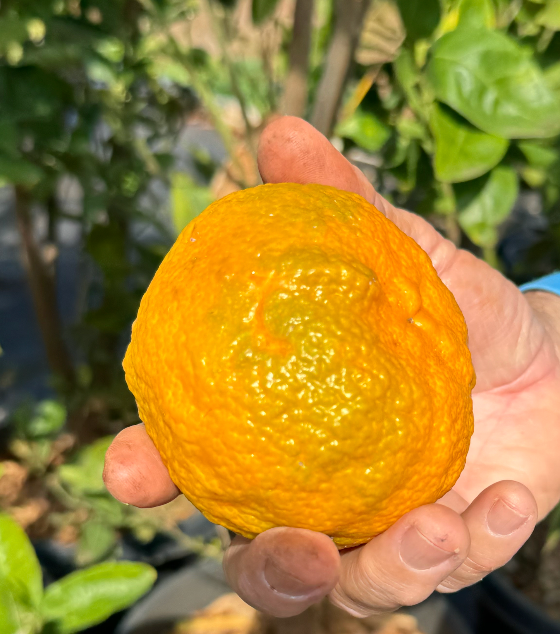 Honey Tangerine - OUR FAVORITE! Tastes like brown sugar!