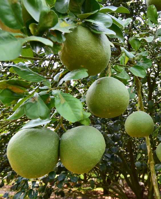 LARGE FRUIT TREES