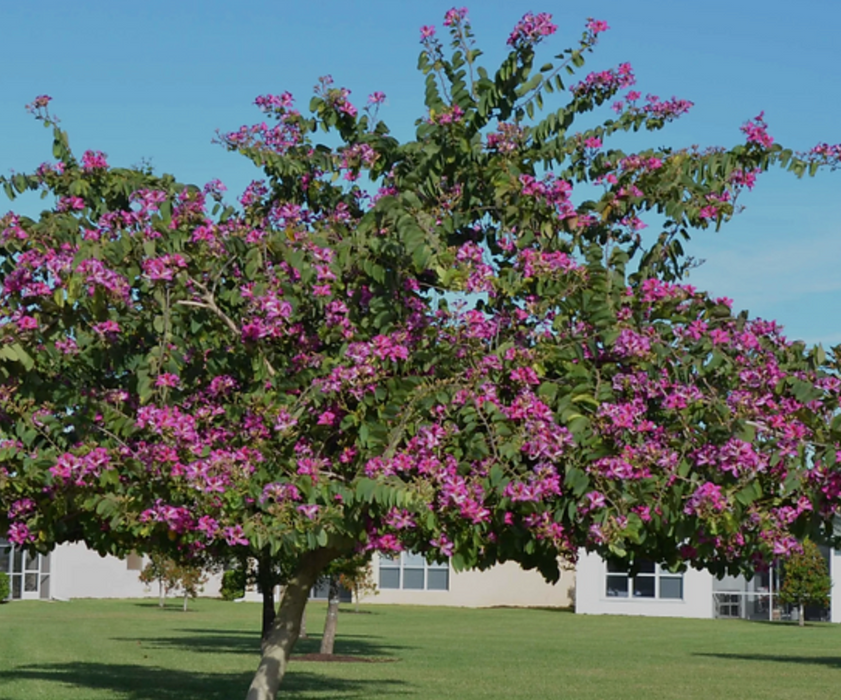 ORNAMENTAL TREES