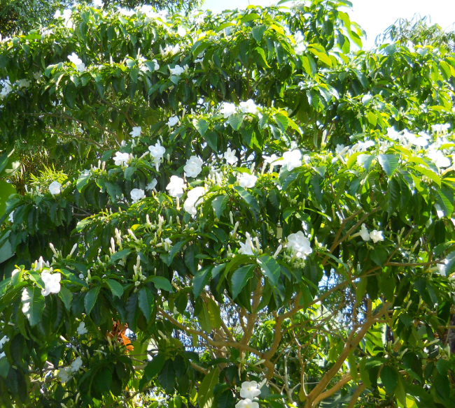 ORNAMENTAL TREES