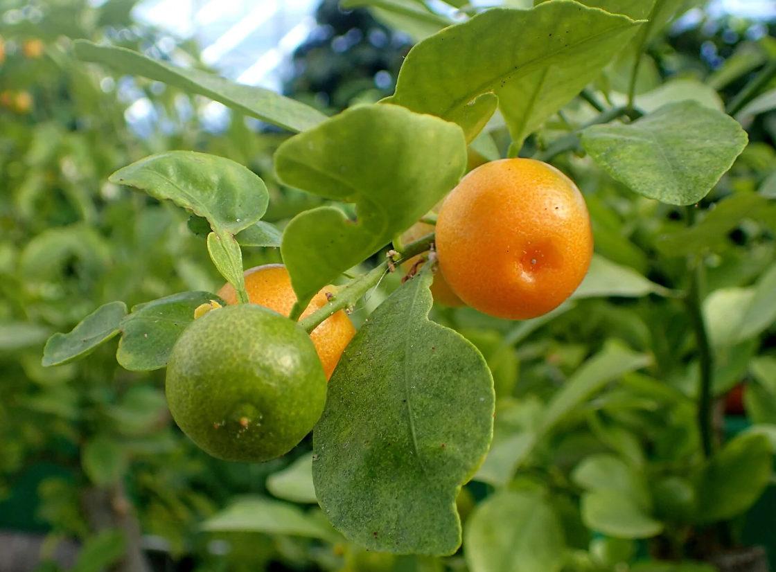 BLOOD MOON CITRUS SALE