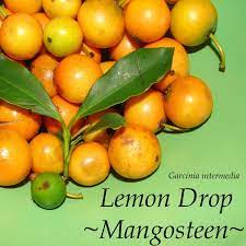 Lemon Drop Mangosteen Tree ~ Weekly Highlight!