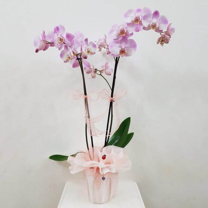 Orchid Gift For All Occasions  ~ Maui Grown Budget Gift