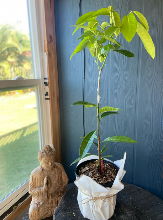 Chocolate Persimmon 2 Gallon