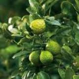 5-25+ GALLON FRUIT TREE SALE - fruiting age