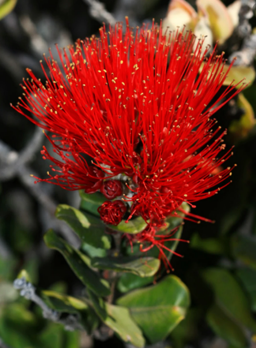 NATIVE PLANTS