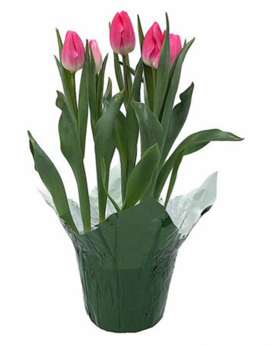 Potted Valentine's Tulips