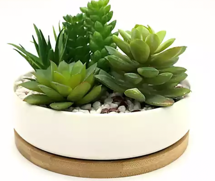 Simple Succulent Sentiment