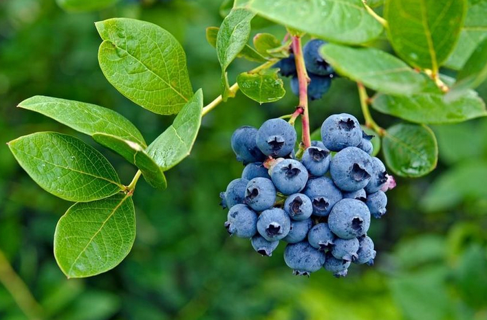 Jubilee Blueberry Bush