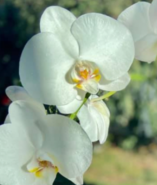 Thank a Teacher Special - Classroom Plant